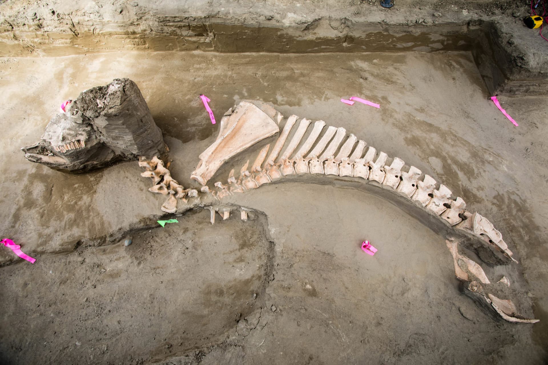 Bringing the Past to Life: Advanced 3D Scanning and Printing in Paleontology and Museum Conservation