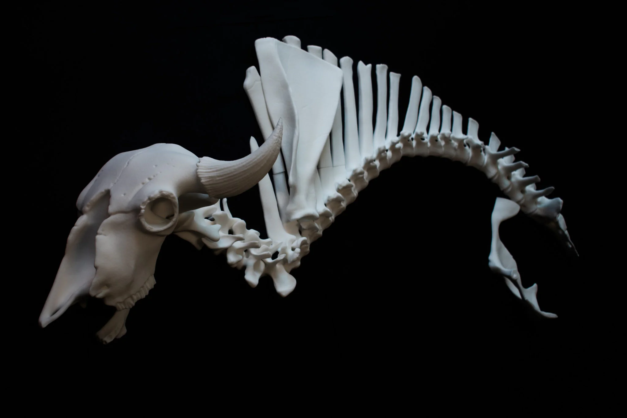 Complete 3D printed fossil skeleton assembly showing museum-quality reproduction